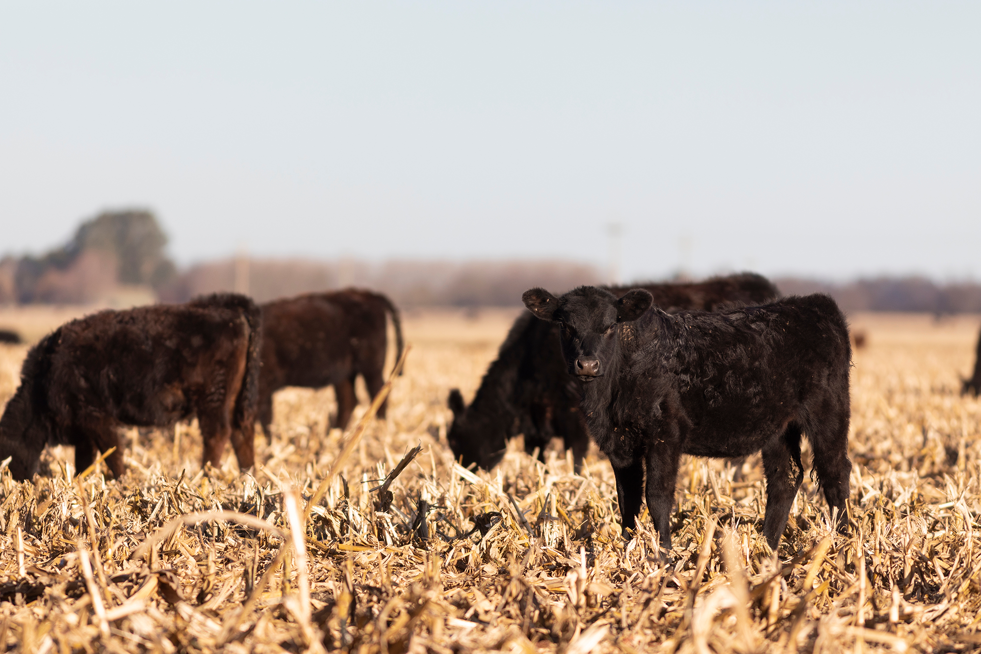 Shutterstock 2042857295 cattle on stalks smaller