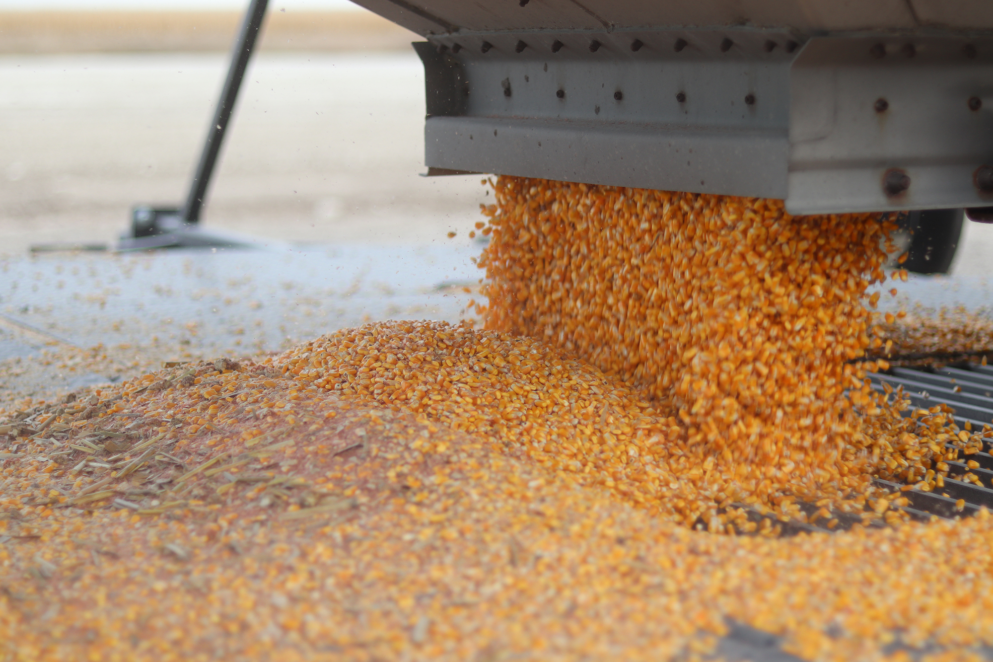 Grain Poster Image